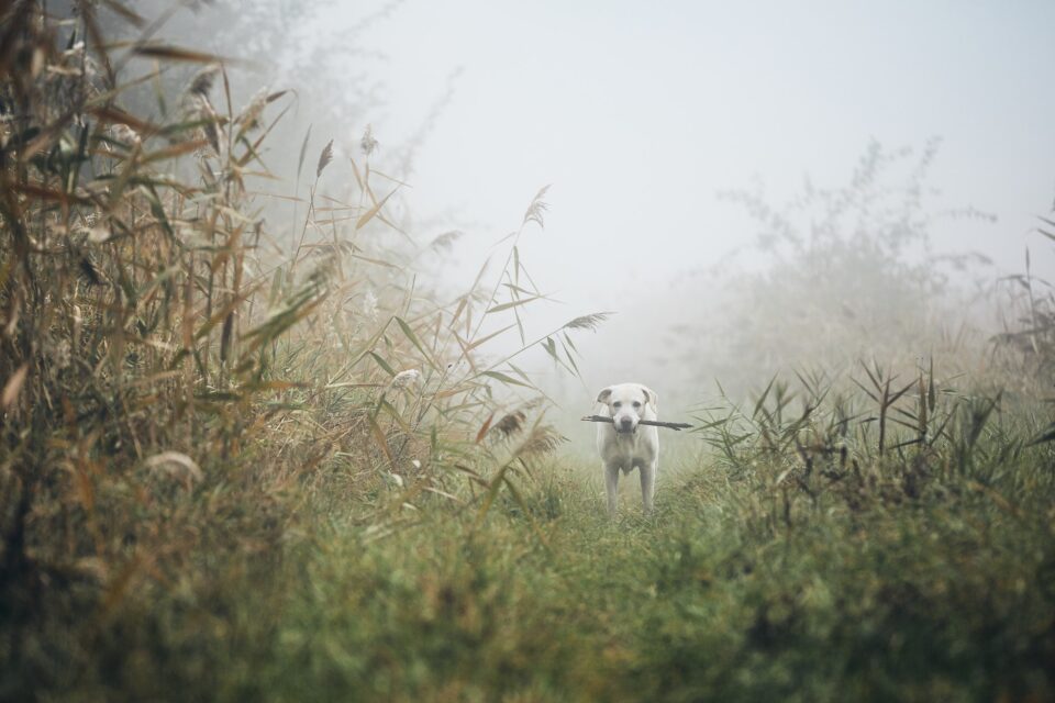 Sad dog in autumn fog