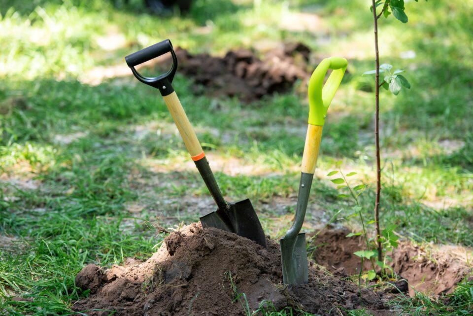 shovels in ground for planting tree in park