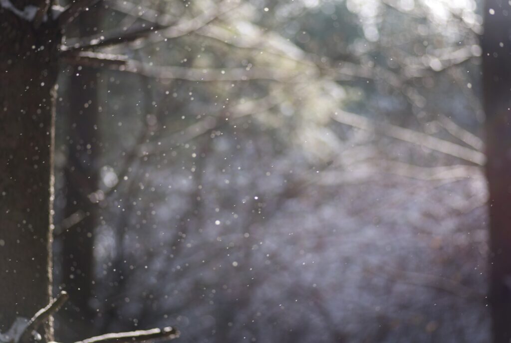 Snow falling gently in forest