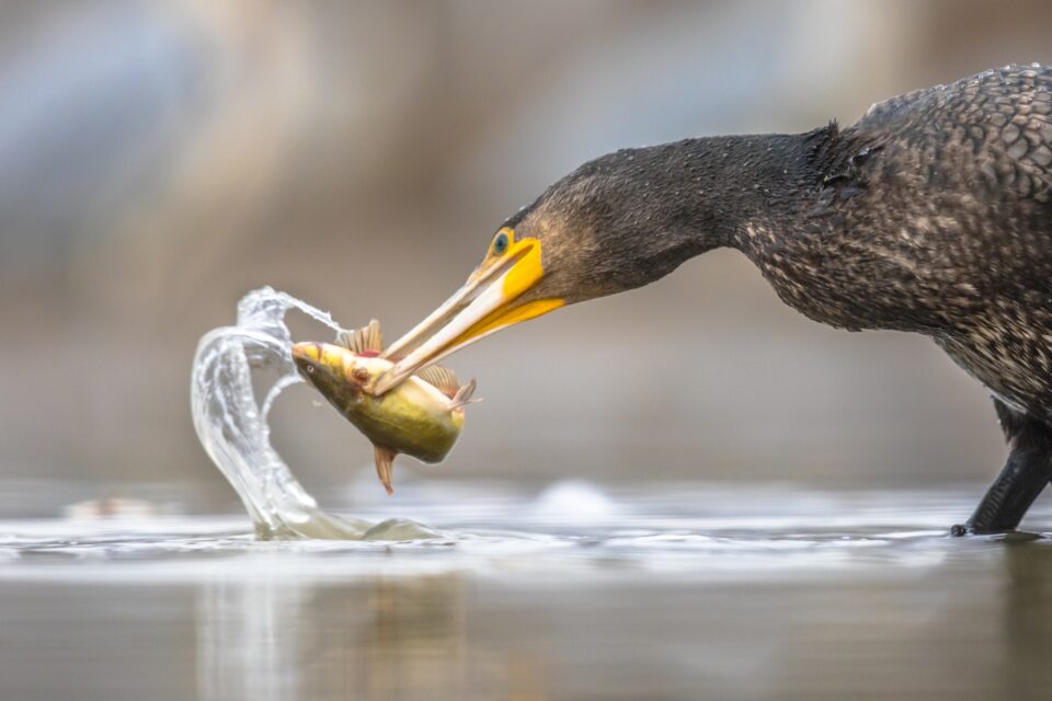 Great cormorant eating Black Bullhead fish