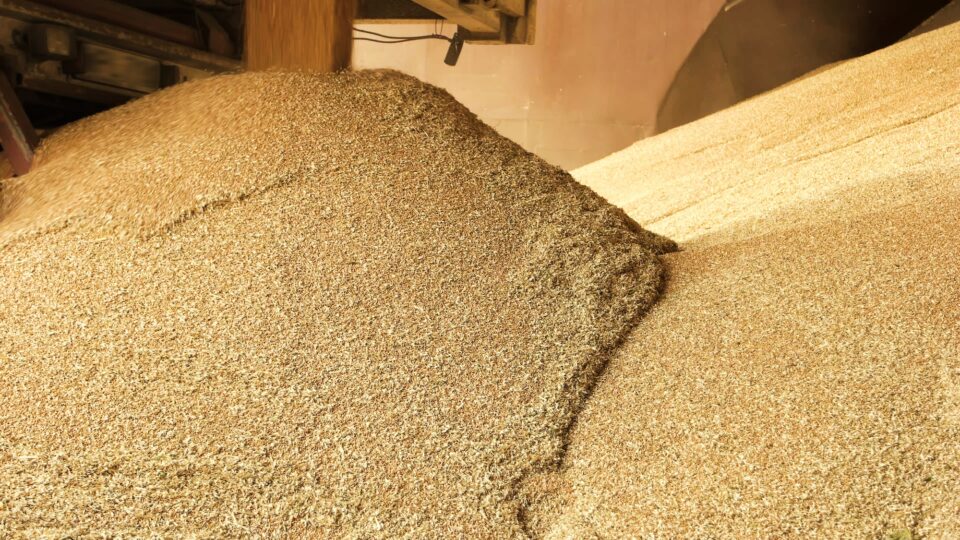 Heap grain wheat in a warehouse.